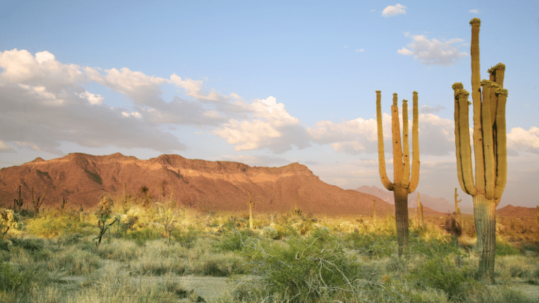 An Interview with Julie Wallach